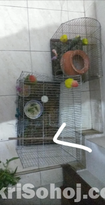 Adult Love birds